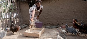 960x440_farmer_chickens